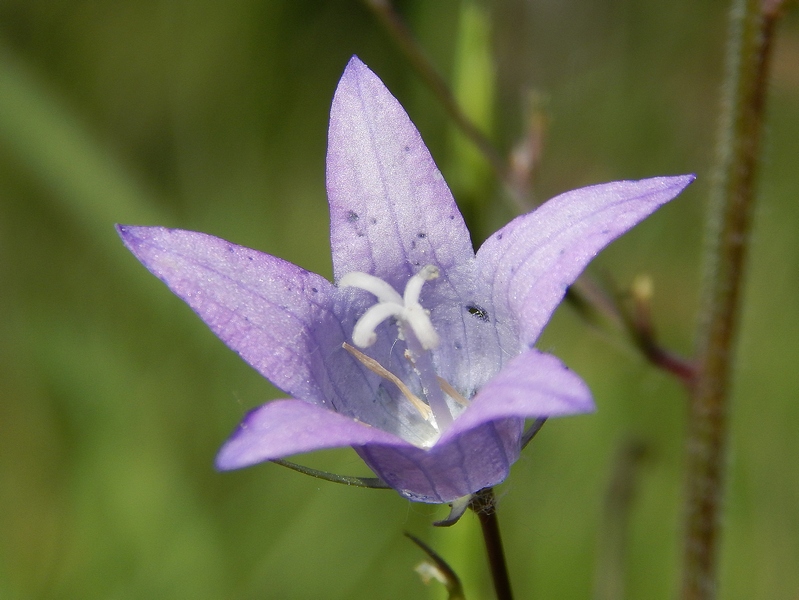 Campanula rapunculus